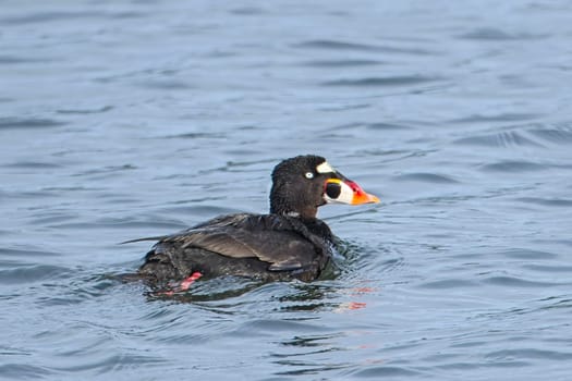 A surf scoter swims in the sea water in a bay at Neah Bay, Washington.