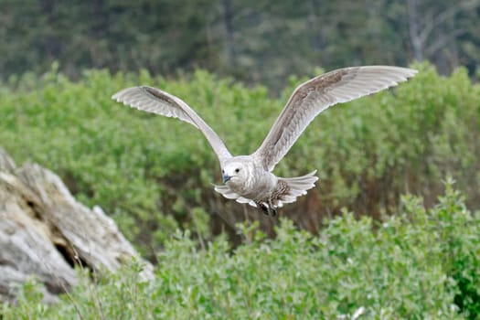 A juvenile glaucous gull is flying low just above the bushes in La Push, Washington.