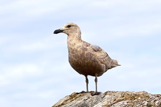 A juvenile glaucous gull is perched on a large piece of driftwood in La Push, Washington.
