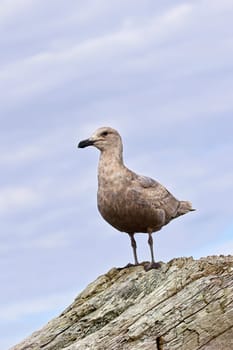 A juvenile glaucous gull is perched on a large piece of driftwood in La Push, Washington.