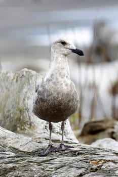 A juvenile glaucous gull is perched on a large piece of driftwood in La Push, Washington.