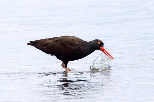 A black oyster catcher makes a splash with its beak on the shoreline at 2nd beach in La Push, Washington. 