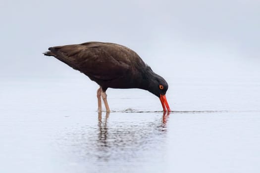 A black oyster catcher Sticks its beak in the water searching for food on the shoreline at 2nd beach in La Push, Washington. 