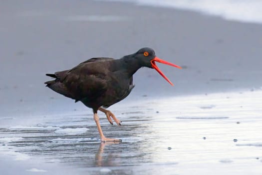 A black oyster catcher calls out on the shoreline at 2nd beach in La Push, Washington. 