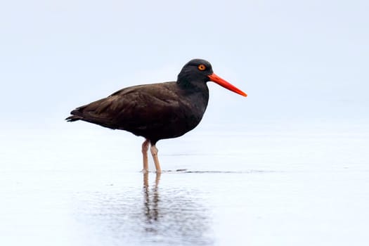 A black oyster catcher stands in the water on the shoreline at 2nd beach in La Push, Washington. 