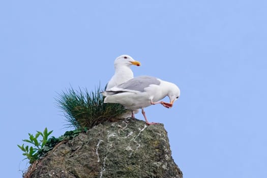 Two Thayer's gulls are perched on top of a large rock on 2nd beach in La Push, Washington.