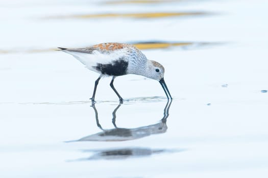 A small Dunlin bird is searching for food on Hobuck Beach in Washington.