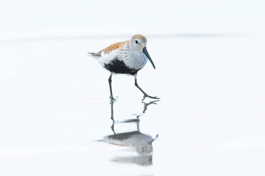 A cute Dunlin wading bird walks on the bright water covered Hobuck Beach in Washington.
