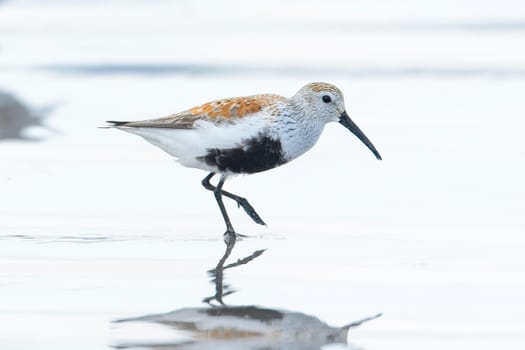 A cute Dunlin wading bird walks on the bright water covered Hobuck Beach in Washington.