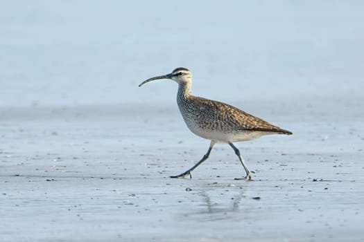 A whimbrel wading bird walks on the sandy Hobuck Beach in western Washington.