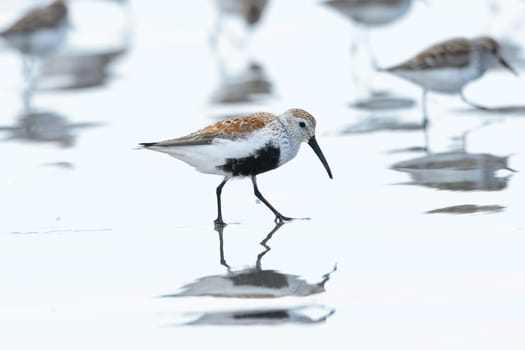 A cute Dunlin wading bird walks on the bright water covered Hobuck Beach in Washington.