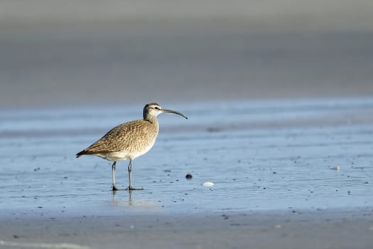 A whimbrel wading bird walks on the sandy Hobuck Beach in western Washington.