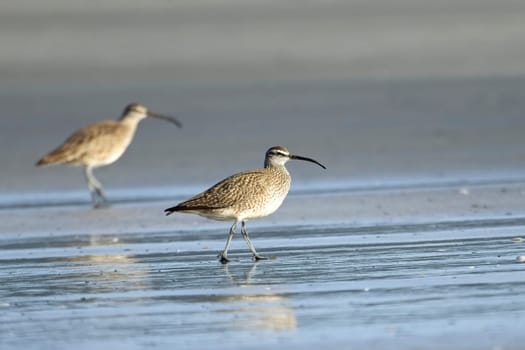 A whimbrel wading bird walks on the sandy Hobuck Beach in western Washington.