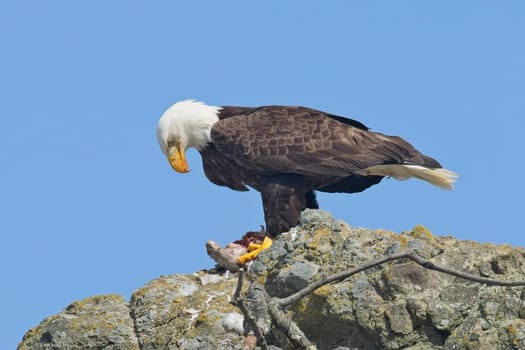 An American bald eagle is perched on a rock with a small bird in its claws for food at Ruby Beach in Washington.