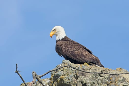 An American bald eagle is perched on a rock on a sunny day at Ruby Beach in Washington.