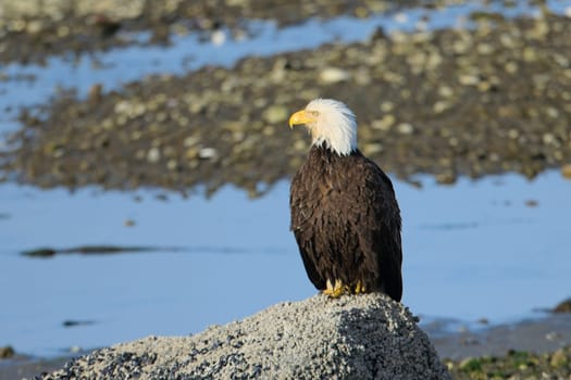 A majestic adult bald eagle is perched on a large rock in Neah Bay, Washington.