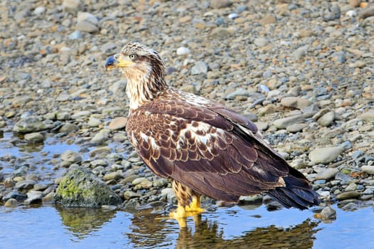 A close up photo of an immature bald eagle stands by a small stream of water in Neah Bay, Washington.