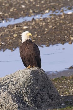 A majestic adult bald eagle is perched on a large rock in Neah Bay, Washington.