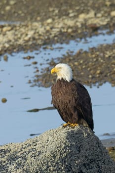 A majestic adult bald eagle is perched on a large rock in Neah Bay, Washington.
