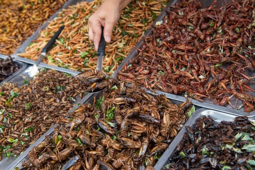 crispy Insects at Thai Food Market on Wat Saket Festival Fair in Bangkok in Thailand.  Thailand, Bangkok, November, 8, 2024.