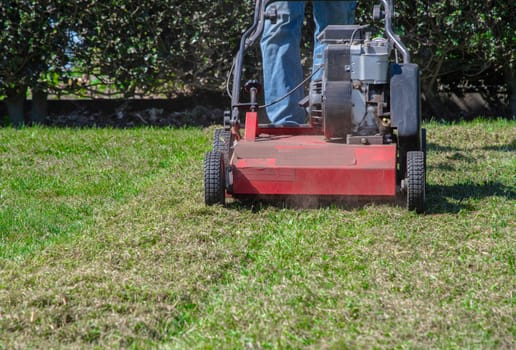 Gardener uses a scarifier to remove moss from a lawn, improving its health and appearance, Seasonal gardening on a bright sunny spring day,