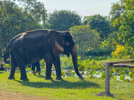 Bangkok, Thailand - November 11, 2024: Playful elephant duo with ivory tusks at Thai conservation center, Elephant Care Sanctuary. Large mammals living in harmony, wildlife habitat.
