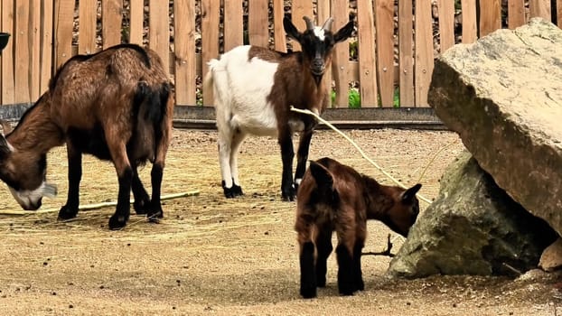 Venture into the delightful and joyful interaction of playful baby goats within a picturesque farmyard setting