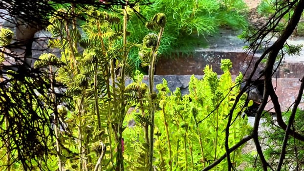 Vibrant ferns and lush greenery beautifully showcase the incredible beauty of nature in a serene setting