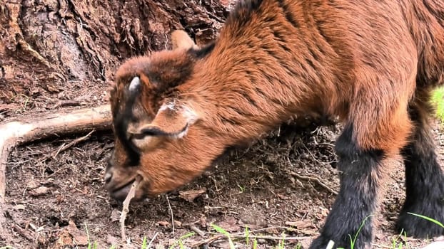 A goat enthusiastically digging into the soil near tree roots, showcasing its natural behavior of foraging