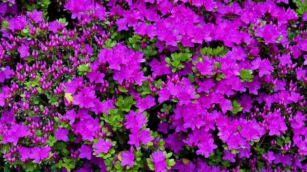 A breathtaking display showcasing the vibrant and lively purple bougainvillea flowers beautifully cascading down