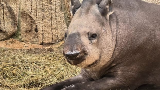 A captivating tapir peacefully rests in a tranquil environment, showcasing its unique features and beauty