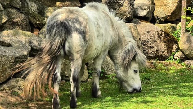 A cheerful, adorable miniature pony grazes peacefully among colorful rocks and lush greenery in a serene setting