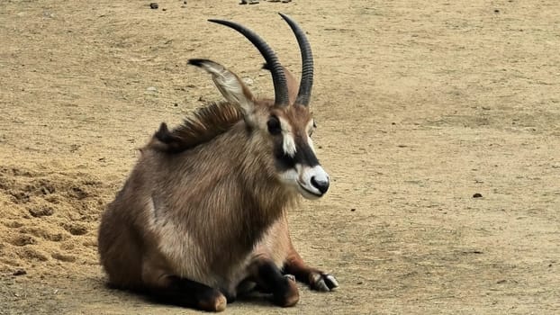 A waterbuck peacefully resting in its natural habitat, showcasing its majestic horns and calm demeanor in nature