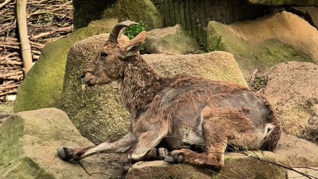 A goat is seen relaxing comfortably on rocky terrain, beautifully showcasing its natural habitat in nature