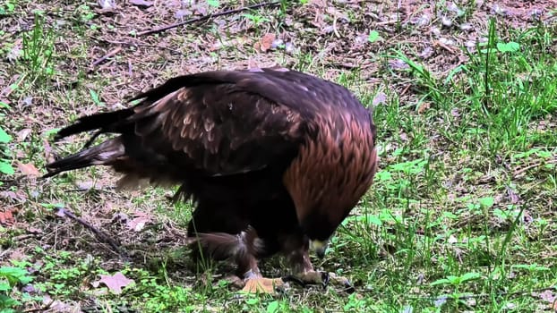 A majestic and powerful golden eagle skillfully hunts in the wild, showcasing its remarkable predatory skills