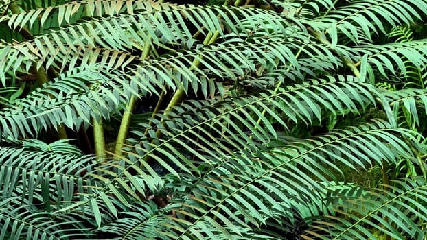 A serene and calming view features vibrant ferns showcasing their lush green foliage within a dense environment