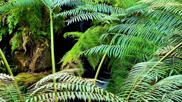 A serene view of vibrant ferns by a gentle waterfall, showcasing natures lush greenery in all its glory