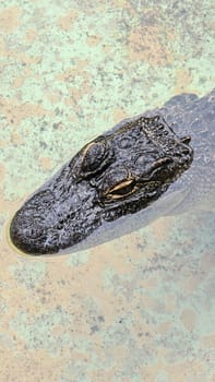A close-up view of an alligator s head partially submerged in water, showcasing its textured skin and intense eyes, capturing the essence of wildlife in its natural habitat.