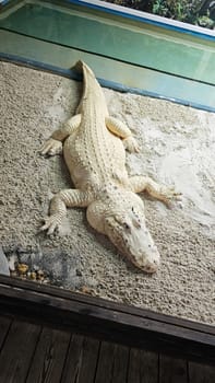 A rare albino alligator rests on sandy ground, displaying its distinct coloration. This image emphasizes wildlife diversity and the need for effective conservation efforts.