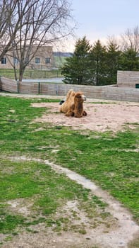 A serene camel rests on the sandy ground of its outdoor enclosure, enjoying the warmth of the sun. This peaceful scene captures the beauty of wildlife and nature in a park setting.