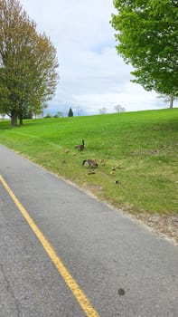 A tranquil scene features a family of Canadian geese grazing on lush green grass near a paved path, surrounded by trees. Ideal for nature enthusiasts seeking peaceful outdoor imagery.