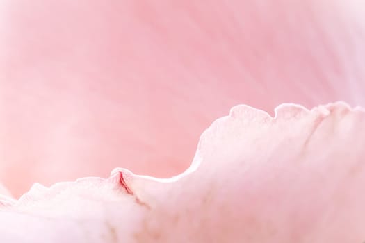 Soft pink rose petals create a delicate, romantic, and elegant background, perfect for themes of love, beauty, and tenderness.