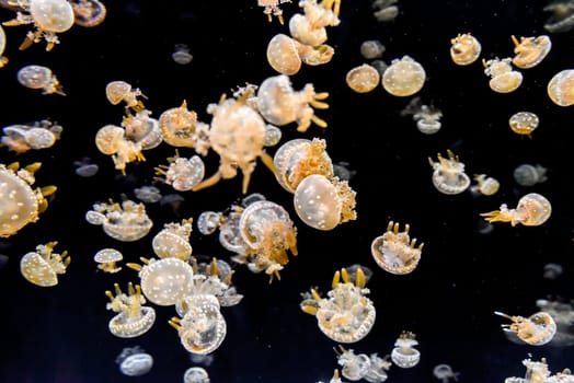 Papuan jellyfish with golden arms and dotted bells swim calmly in deep sea. A soft marine view of movement and light.