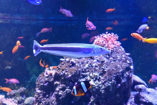 Blue blanquillo fish resting on sandy ocean floor in a tropical marine habitat. Slender body, vivid markings, and peaceful underwater scene