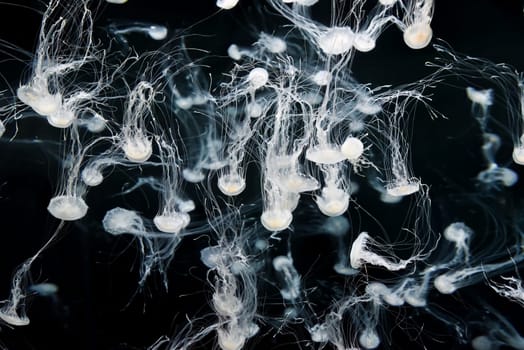 Delicate Chrysaora pacifica jellyfish float effortlessly in an aquarium, their long tentacles trailing like silk threads in the tranquil blue water.