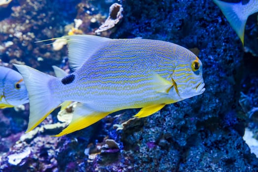 Blue-lined sea perch swimming calmly over a coral-covered reef floor inside a tropical saltwater aquarium