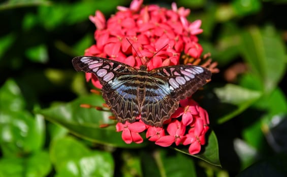 Parthenos sylvia butterfly with light blue wings rests on a bright red Ixora flower in Singapore's tropical butterfly garden.