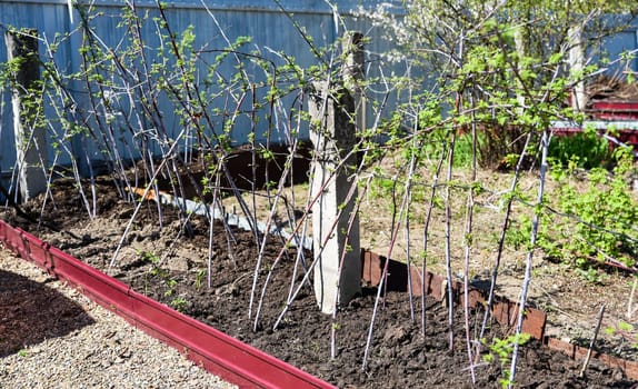 Training black raspberry stems in garden using metal rod and string. Young green leaves visible. Early growth stage. Practical gardening method shown.