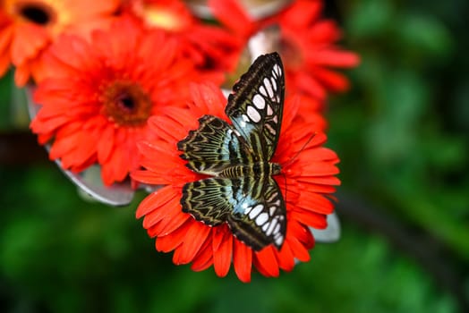 Closeup of Parthenos sylvia butterfly with blue wings sitting on a gerbera flower. Captured from above in Singapore Butterfly Garden.