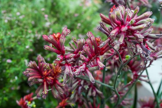 Close-up of Anigozanthos flavidus kangaroo paw with striking red-pink fuzzy flowers. Evergreen Kangaroo Paw plant in Singapore tropical climate.
